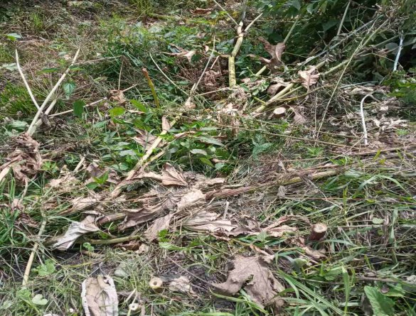 зображення_viber_2023-11-16_22-17-05-459